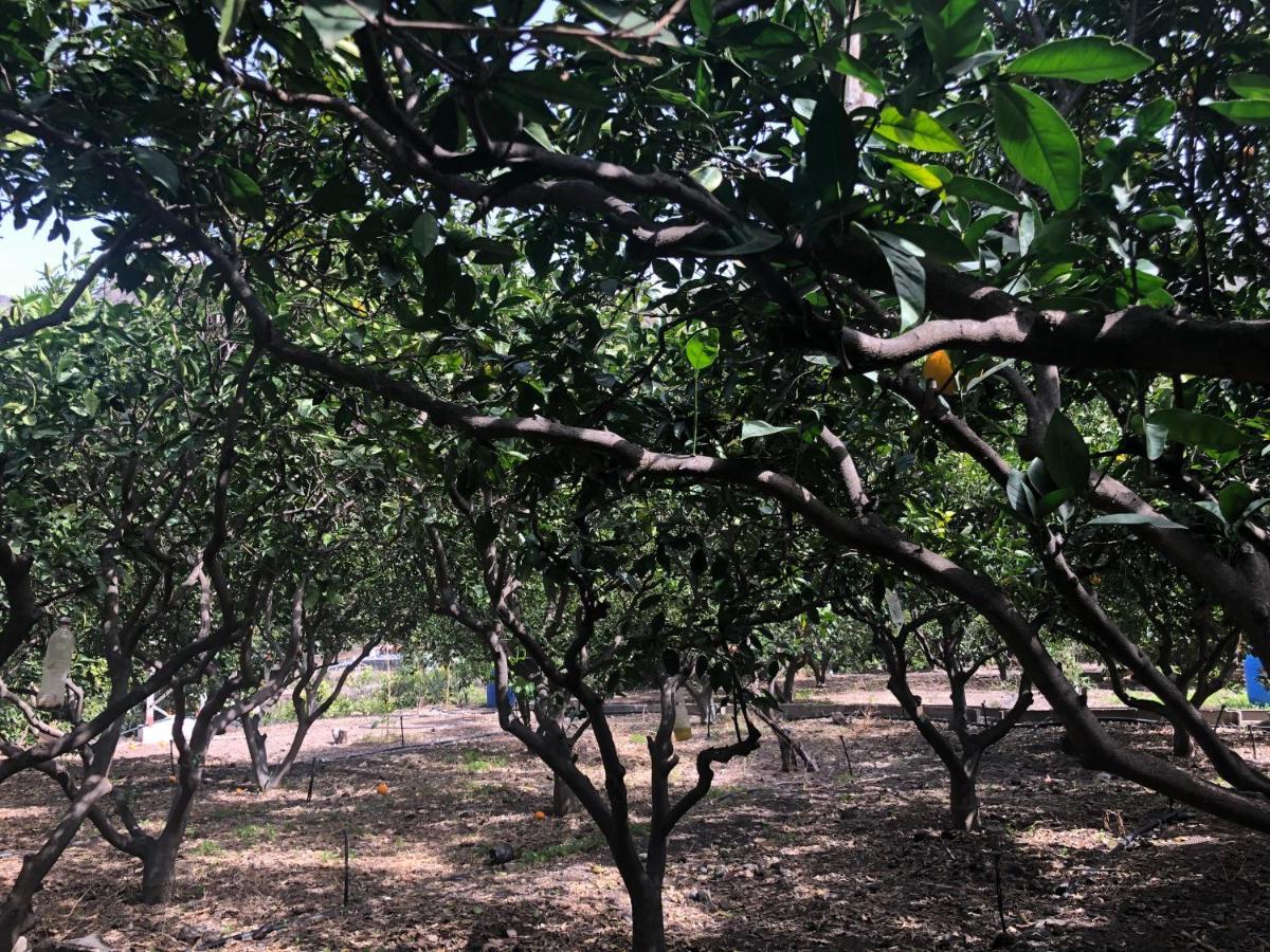 דירות אגאטה Casa Camino Tamadaba II מראה חיצוני תמונה
